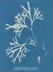 Fucus vesiculosus var. linéaire - Anna Atkins — widok dzieła