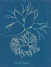 Furcellaria fastigiata - Anna Atkins — widok dzieła