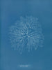 Gelideum corneum penné var. - Anna Atkins — widok dzieła