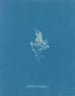 z lodem chrząstki - Anna Atkins — widok dzieła