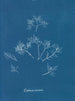 Gelures cornéennes - Anna Atkins — widok dzieła
