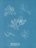 Gelidium corneum var. - Anna Atkins — widok dzieła