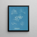 Gelidium corneum var. - Anna Atkins — oprawiony obraz na ścianie
