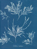Szron na nosie - Anna Atkins — widok dzieła