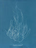 Gigartina acicularis - Anna Atkins — widok dzieła