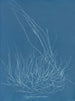Gigartina confervoides - Anna Atkins — widok dzieła
