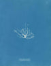 Gigartina erecta - Anna Atkins — widok dzieła
