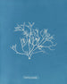 Gigartina pistillata - Anna Atkins — widok dzieła