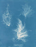 Gigartina zgięta - Anna Atkins — widok dzieła