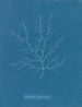 Gigartina purpurascens - Anna Atkins — widok dzieła