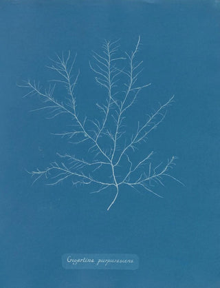 Anna Atkins - Gigartina purpurascens.webp