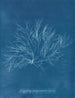 różowe fiołki gigant w owocach - Anna Atkins — widok dzieła