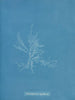 Gloiosiphonia capillaris - Anna Atkins — widok dzieła