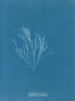 Griffithsia corallina - Anna Atkins — widok dzieła
