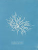 Griffithsia equisetifolia - Anna Atkins — widok dzieła