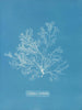 Griffithsia multifida - Anna Atkins — widok dzieła