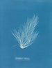 Griffithsia setacea - Anna Atkins — widok dzieła