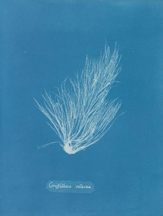 Anna Atkins - Griffithsia setacea.webp