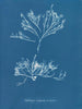 Halidrys siliquosa - Anna Atkins — widok dzieła