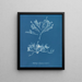 Halidrys siliquosa - Anna Atkins — oprawiony obraz na ścianie