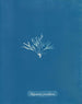 Halymenia furcellaria - Anna Atkins — widok dzieła