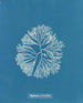 Halymenia furcellata - Anna Atkins — widok dzieła