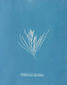 Hylemenia ligulata - Anna Atkins — widok dzieła