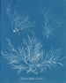 Halymenia ligulata var. dichotome - Anna Atkins — widok dzieła