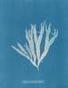 Halymenia ligulata var. latifolia - Anna Atkins — widok dzieła