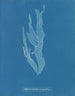 Halymenia ligulata var. ramentacea - Anna Atkins — widok dzieła