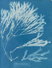 Halyséris polypodioides - Anna Atkins — widok dzieła