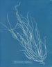 Helminthocladia Griffithsiana - Anna Atkins — widok dzieła