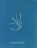Helminthocladia vermicularis - Anna Atkins — widok dzieła