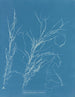 Helminthocladia virescens - Anna Atkins — widok dzieła