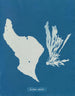 "Tu manges des arcs-en-ciel" - Anna Atkins — widok dzieła