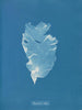 Kalymenia Dubyi - Anna Atkins — widok dzieła