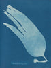 laminary cyfrowy - Anna Atkins — widok dzieła