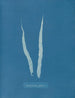 Fascia laminaire - Anna Atkins — widok dzieła