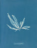 Laminaria phyllitis - Anna Atkins — widok dzieła