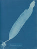 Laminaria saccharina - Anna Atkins — widok dzieła