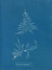 Laurencia dasyphylla - Anna Atkins — widok dzieła