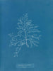 Laurencia pinnatifida en angusta - Anna Atkins — widok dzieła
