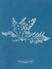 Laurencia pinnatifida var. angusta - Anna Atkins — widok dzieła