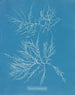 Laurence jest bardzo chudy - Anna Atkins — widok dzieła