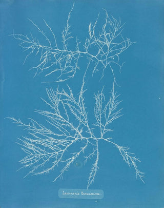 Anna Atkins - Laurencia tenuissima.webp