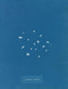 Bordura z porostem glonów - Anna Atkins — widok dzieła