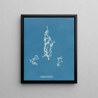 Anna Atkins - Lyngbya Carmichaelii.webp
