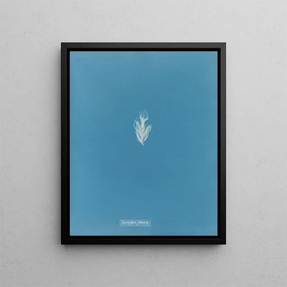 Anna Atkins - Lyngbya flacca.webp