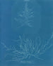 Mesogloia Hudsonii - Anna Atkins — widok dzieła