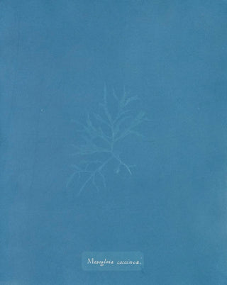 Anna Atkins - Mesogloia coccinea.webp